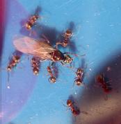 queen with worker ants