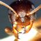 anttps52's avatar