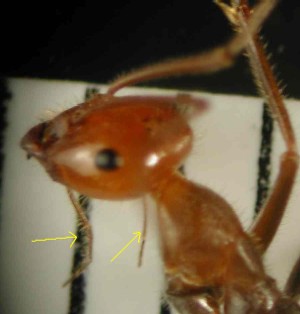 palps