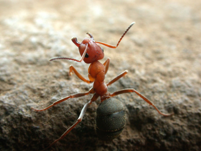 Formica Yessensis