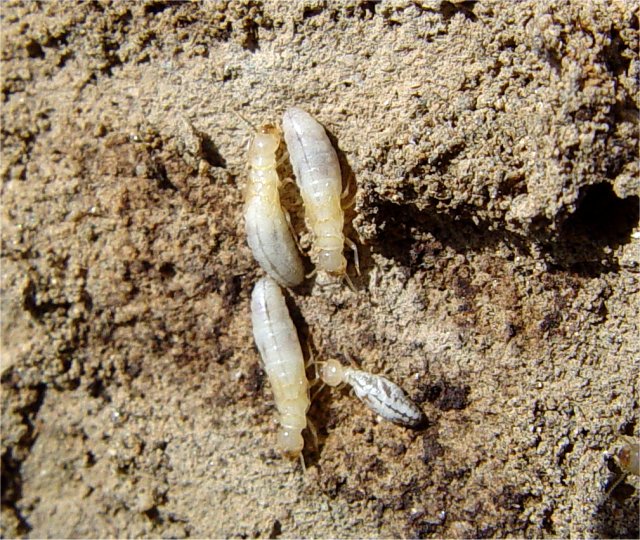 Collection 95+ Images what does a termite larvae look like Latest